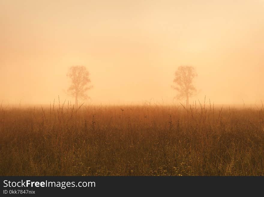 A symmetric photo of trees in the middle of the field in the fog. Atmospheric photography