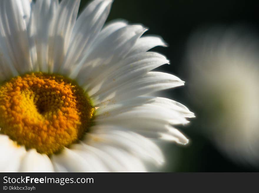 Blooming camomile, selective focus