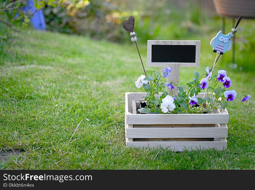 Flower box with viola and horned violet and a black board on green grass. Flower box with viola and horned violet and a black board on green grass