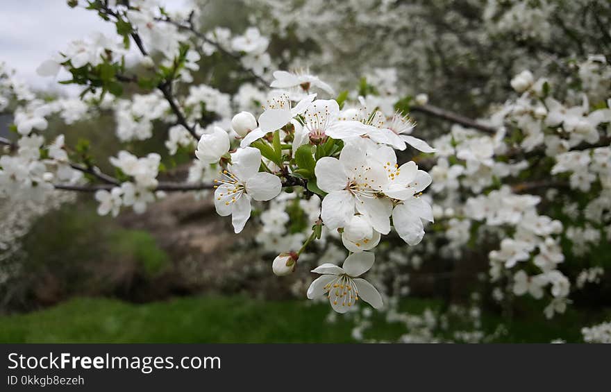 Close-UP Photography of Cherry Blossom Flowers