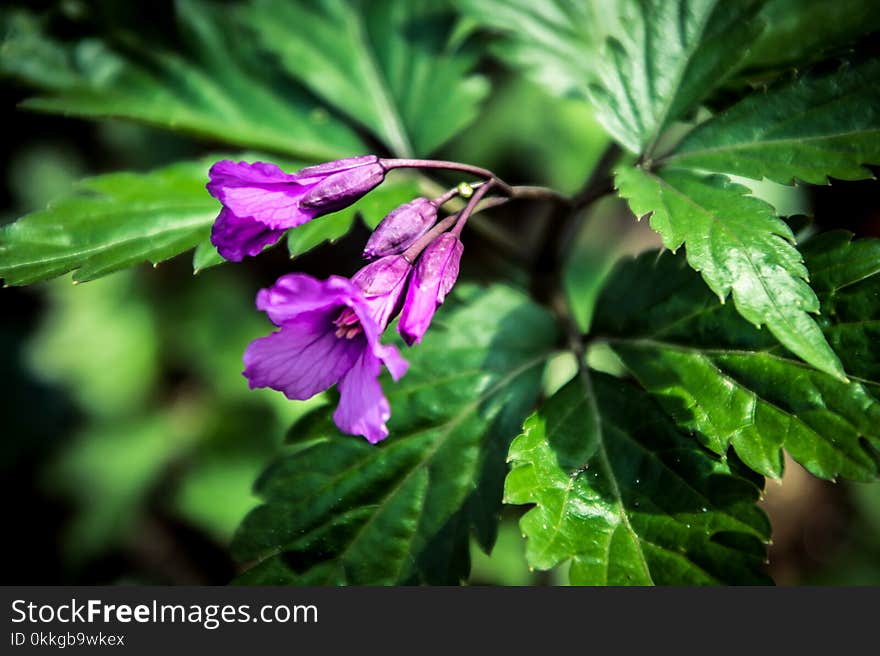 Macro Photography of Purple Flowers