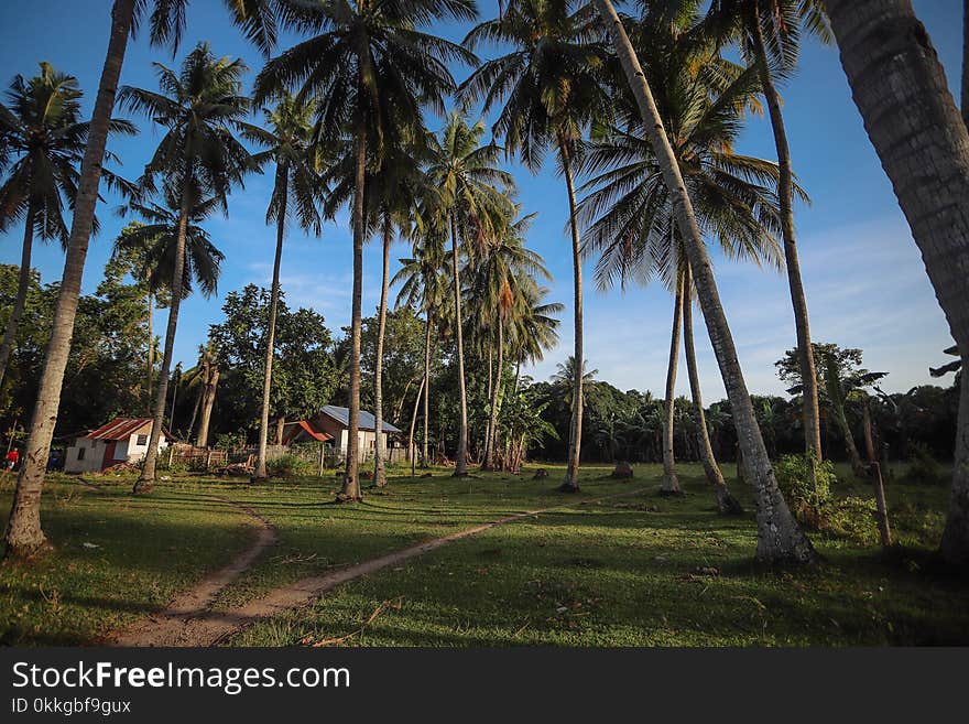 Photography of Palm Trees Near Houses