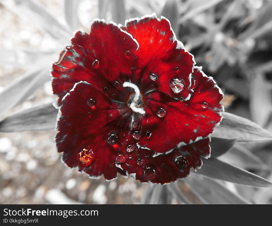 Close-Up Photography of Red Flower With Droplets