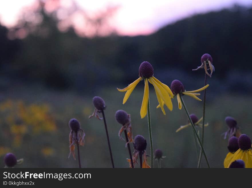 Close-Up Photography of Yellow And Violet Flowerr