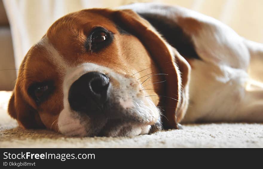 Close-Up Photography of Beagle