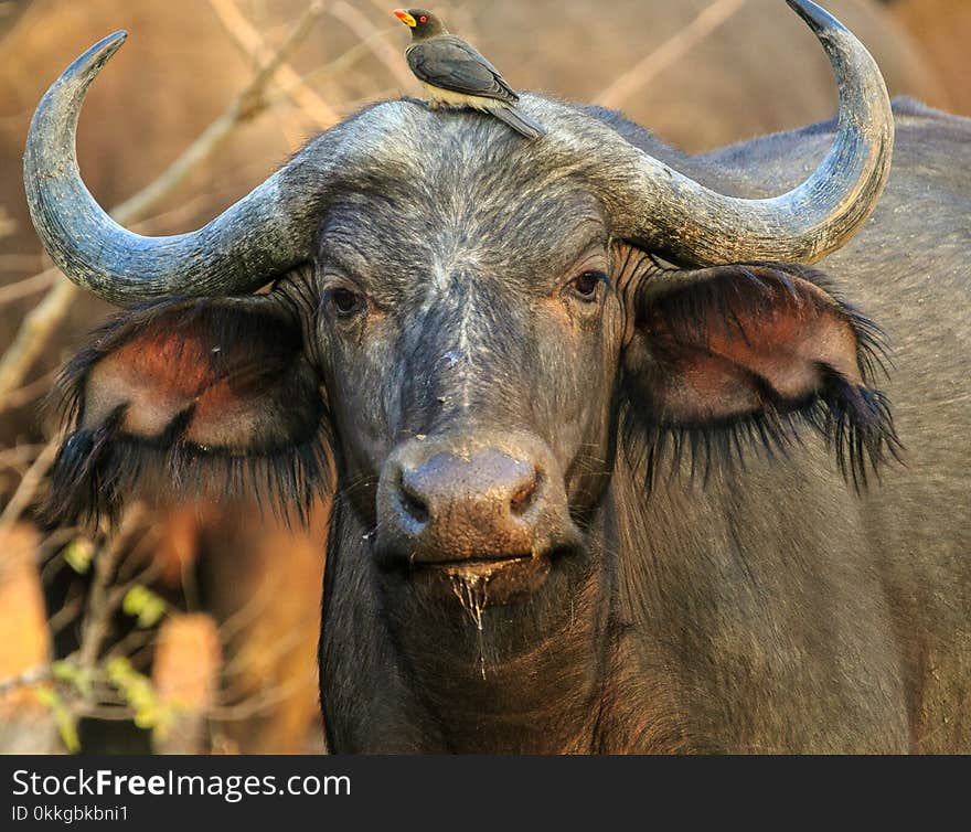 Close-Up Photography of Buffalo