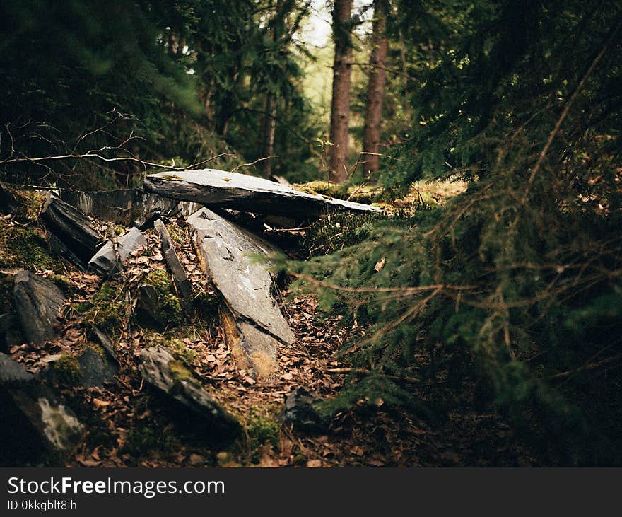 Photography of Rocks In Forest