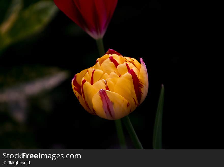 Close Up Photo of Yellow Tulips Flower