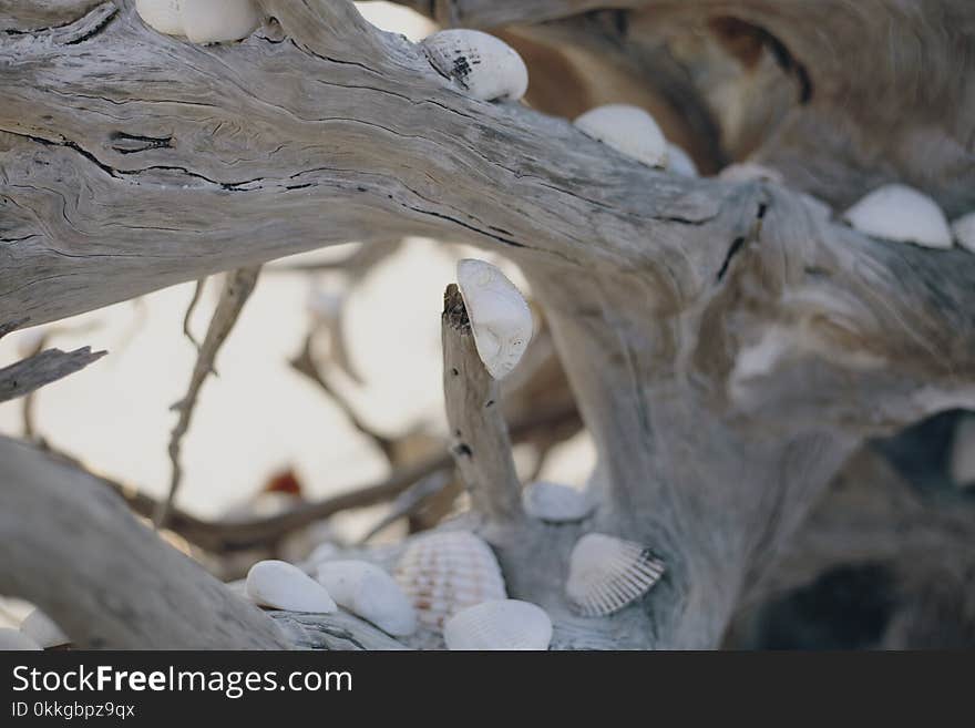 Photo of Seashells on Driftwood