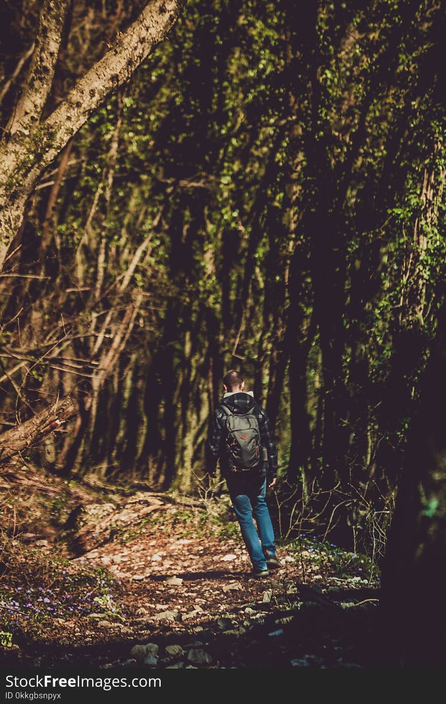 Photo of Man Walking in the Forest