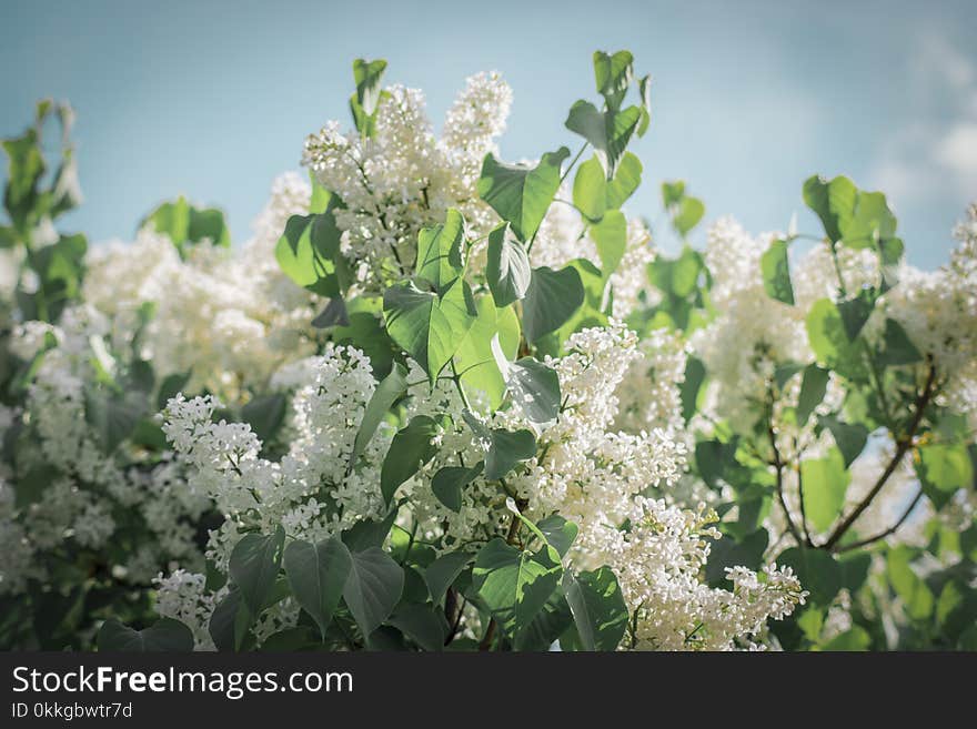 Photographed of White Flowers