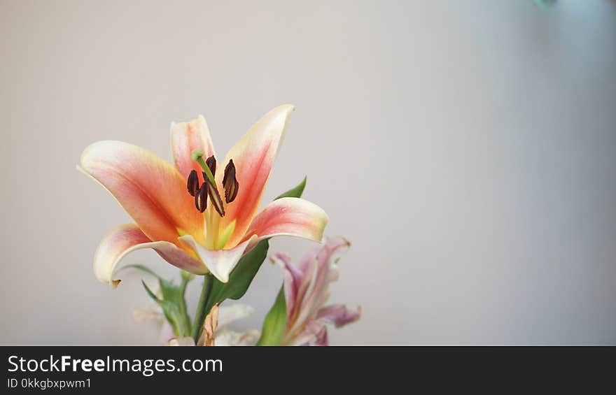 Photo of Orange and Green Petaled Flowers