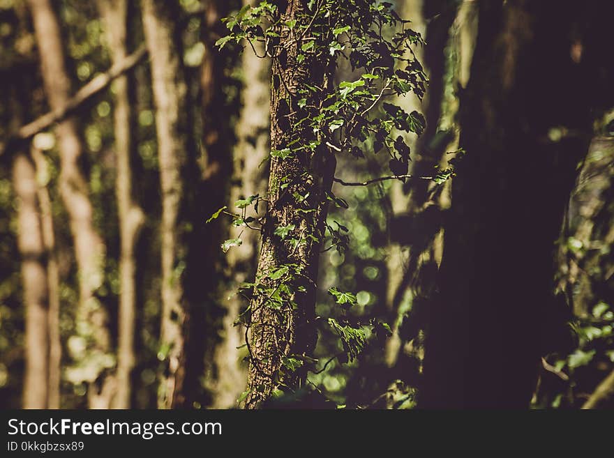 Closeup Photo of Green Leaf Tree