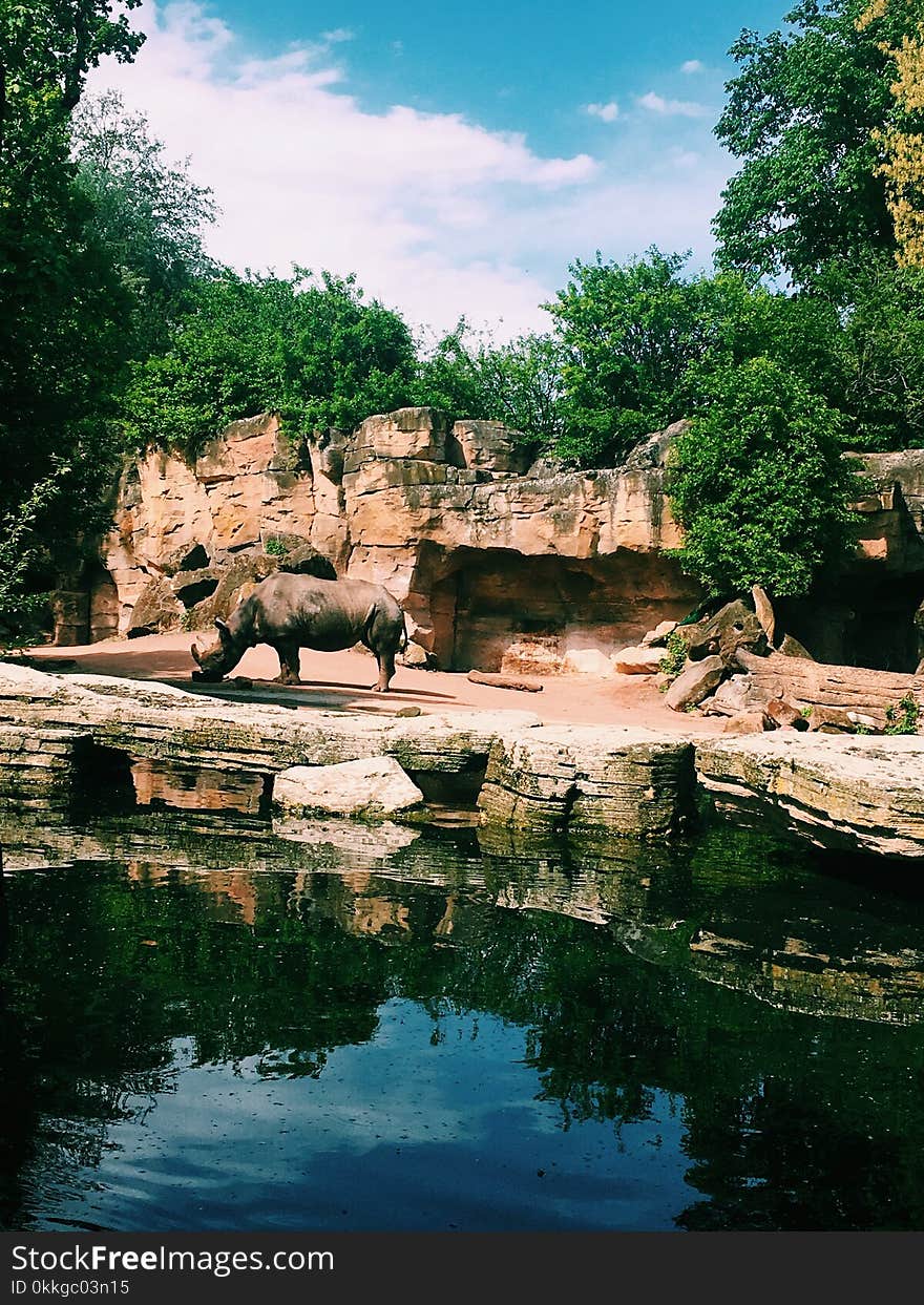 Photography of Rhinoceros Near Body of Water