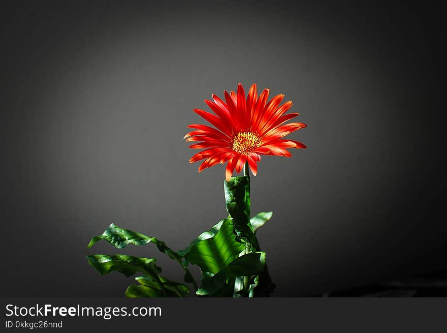 Closeup Photo of Red Petaled Flower in Black Background