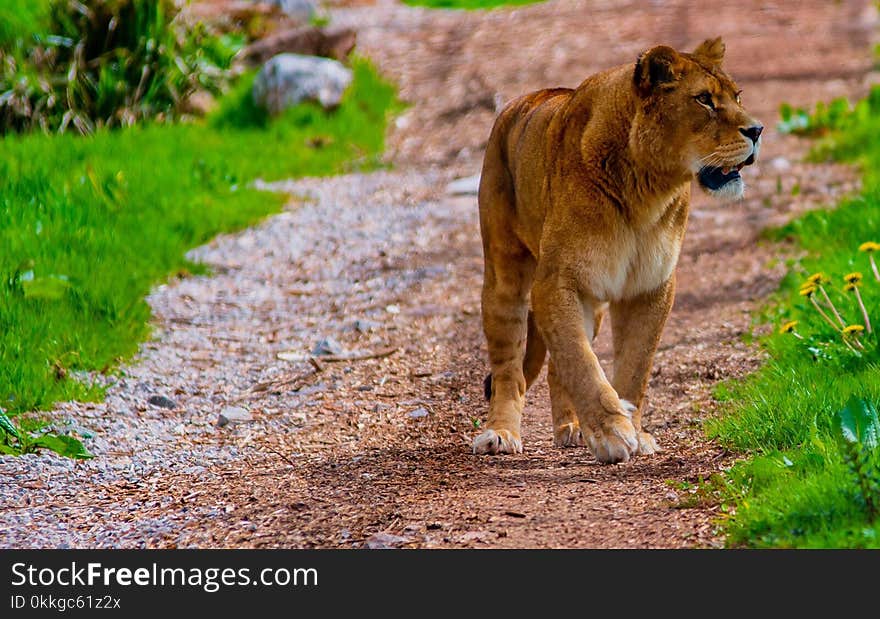 Brown lion