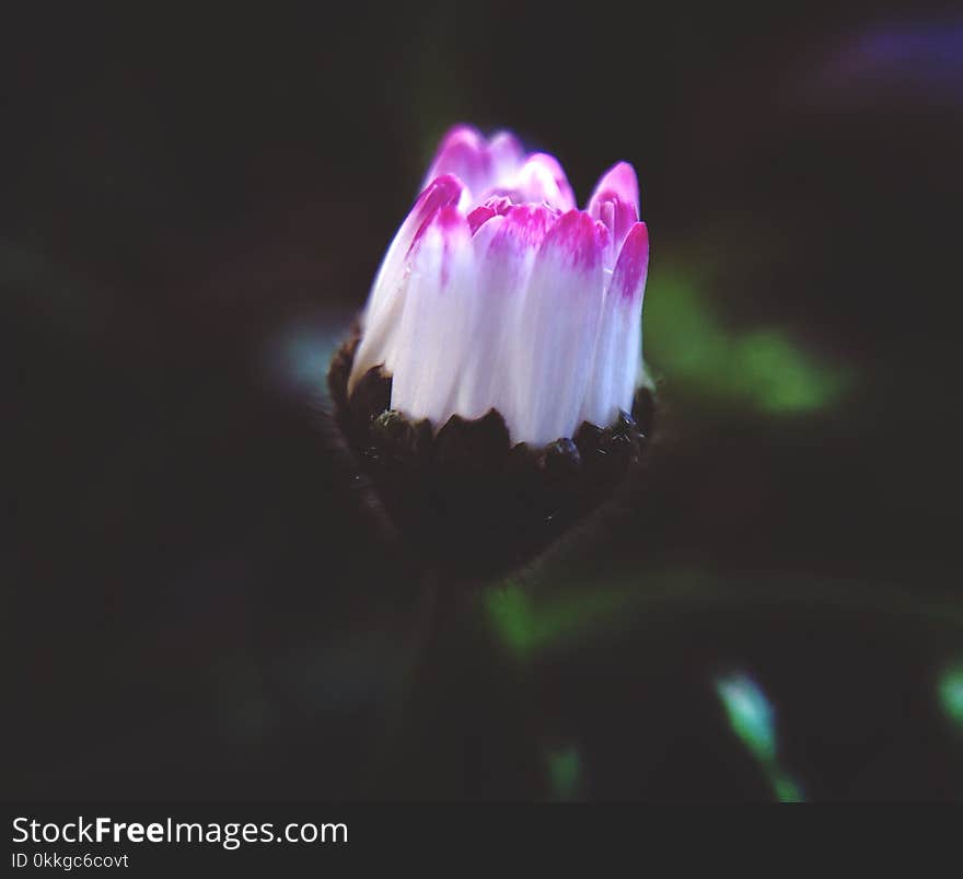 Close-Up Photography of White and Pink Flower