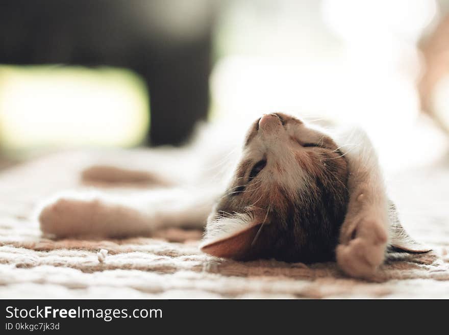 Selective Focus Photography of Brown and White Tabby Kitten