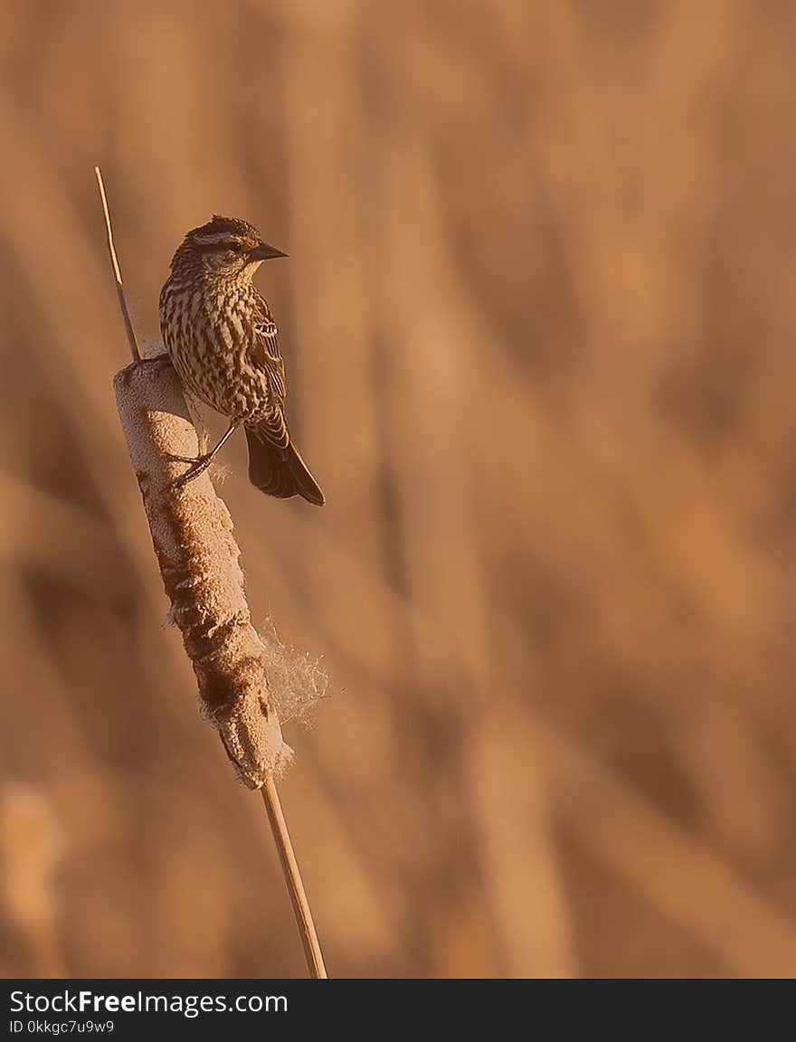 A bird on a plant