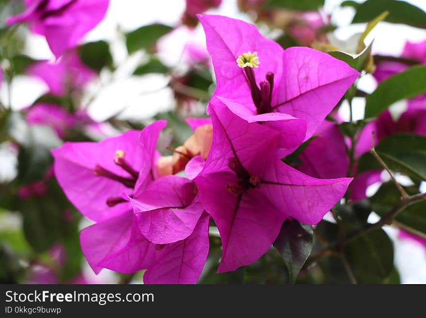 Close-Up Photography of Purple Flowers