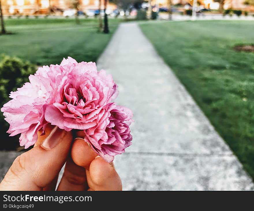 Close-Up Photography of Pink Flower