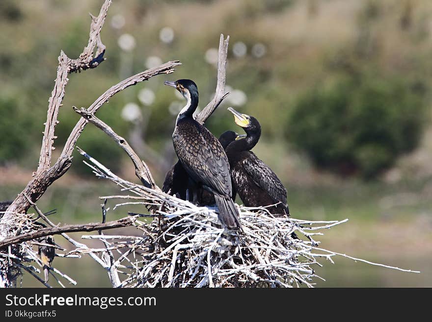 Selective Focus Photography of Three Cormorants Perched on Nest