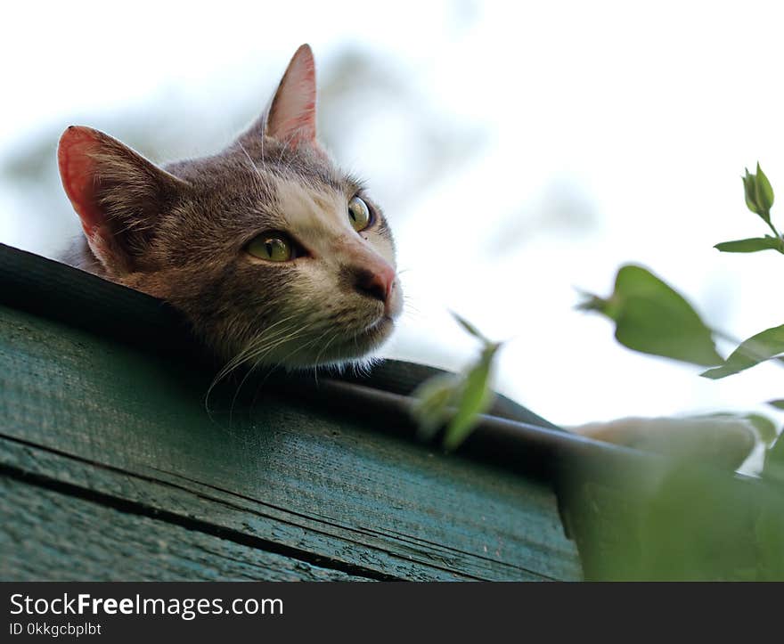 Shallow Focus Photography of Short-coated Gray and White Cat