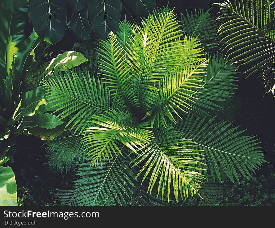 Photography of Plants