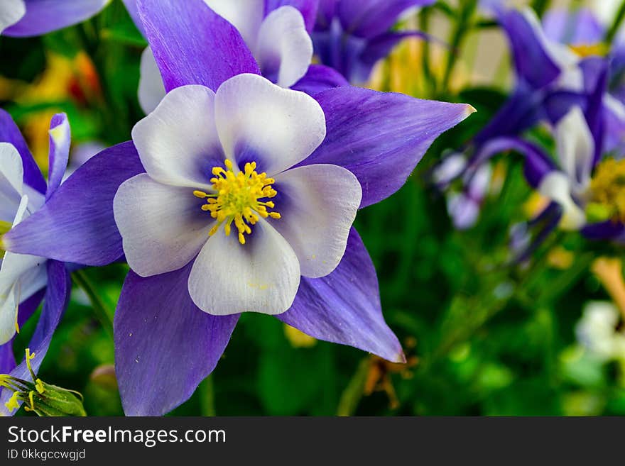 Shallow Focus Photography of White and Purple Flowers