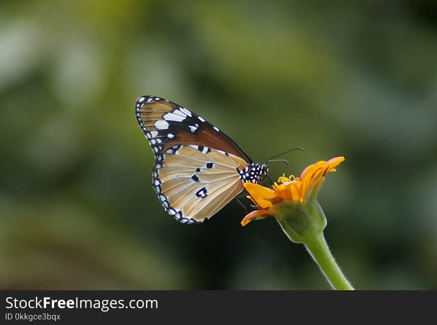 Selective Focus Photography of Queen Butterfly Pollinating on Orange Petaled Flower