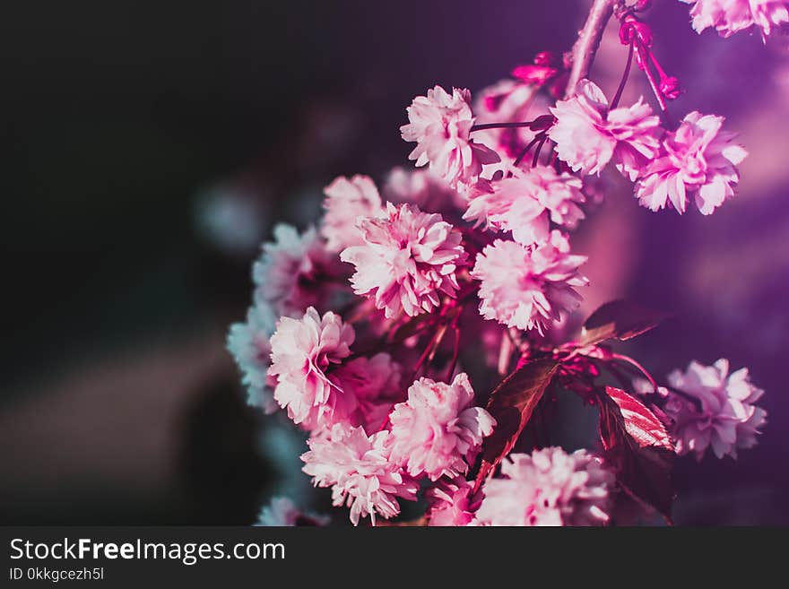 Selective-focus Photography of Pink Flowers