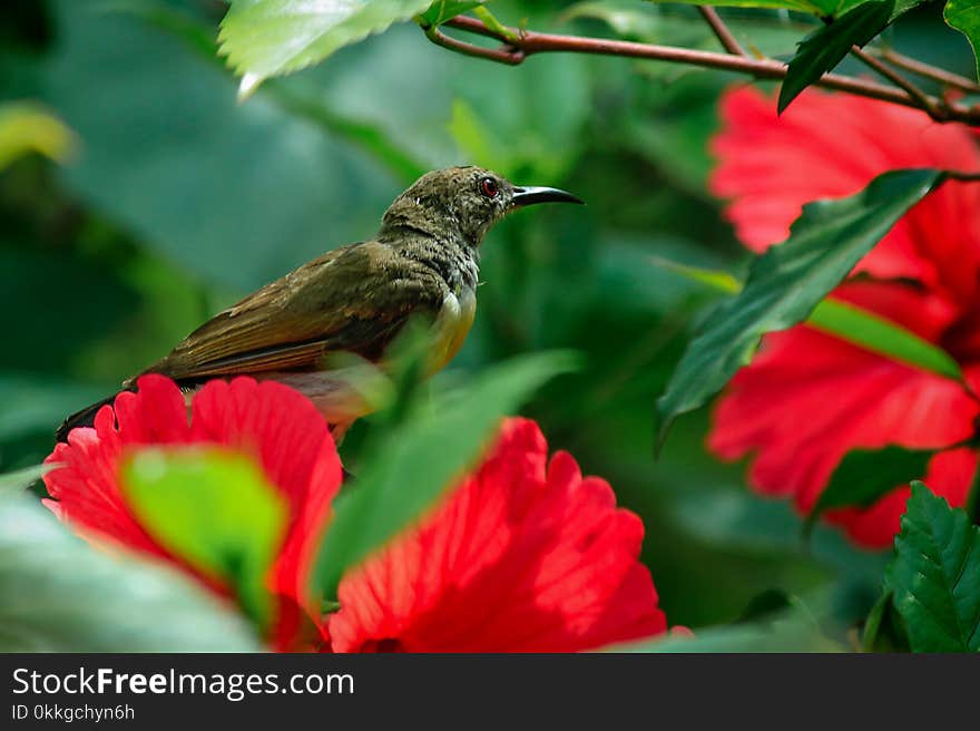 Close-Up Photography of Purple-rumped sunbird