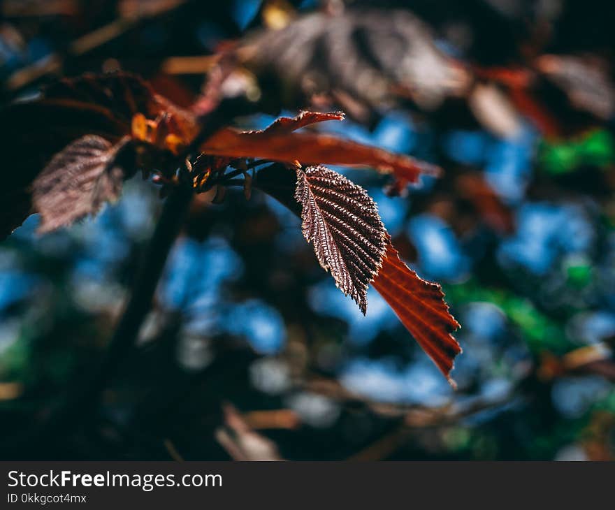 Close-Up Photography of Leaves