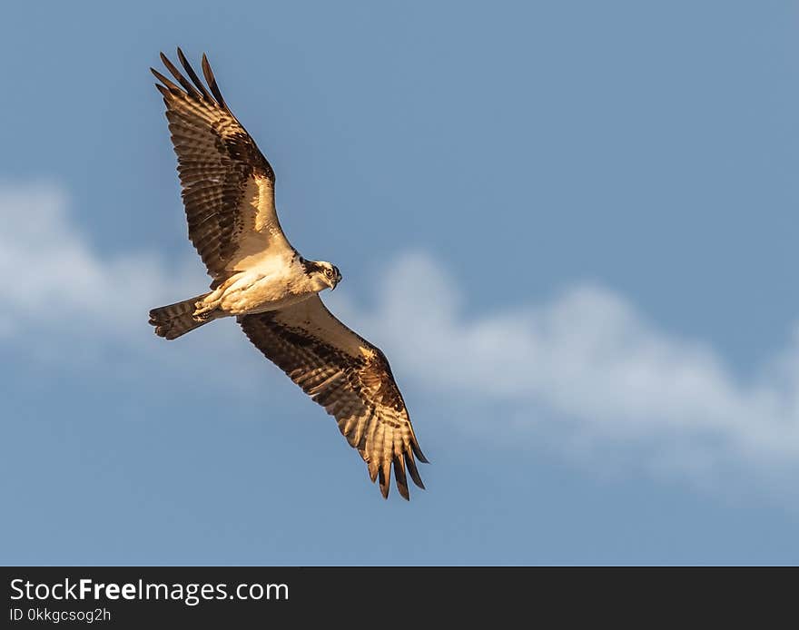 Selective Photography of Flying Black Falcon