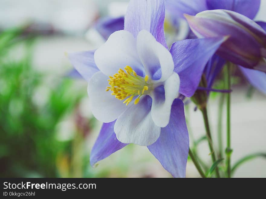 White and Purple Flowers