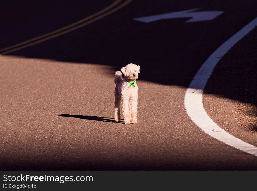 White Toy Poodle Standing on Road at Daytime