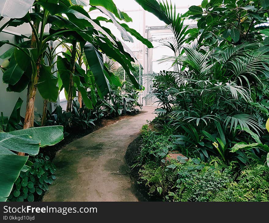 Photography of Pathway Surrounded by Plants