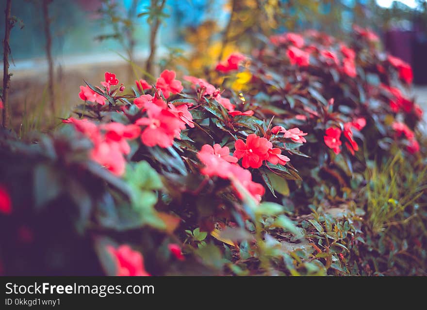 Selective Focus Photography of Red Impatiens Flowers