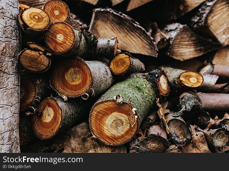 Sliced Logs Stacked Around Each Other