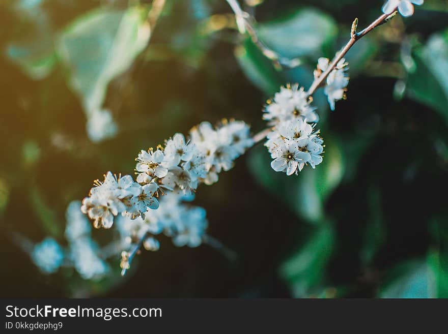 Shallow Focus Photo of White Petaled Flowers