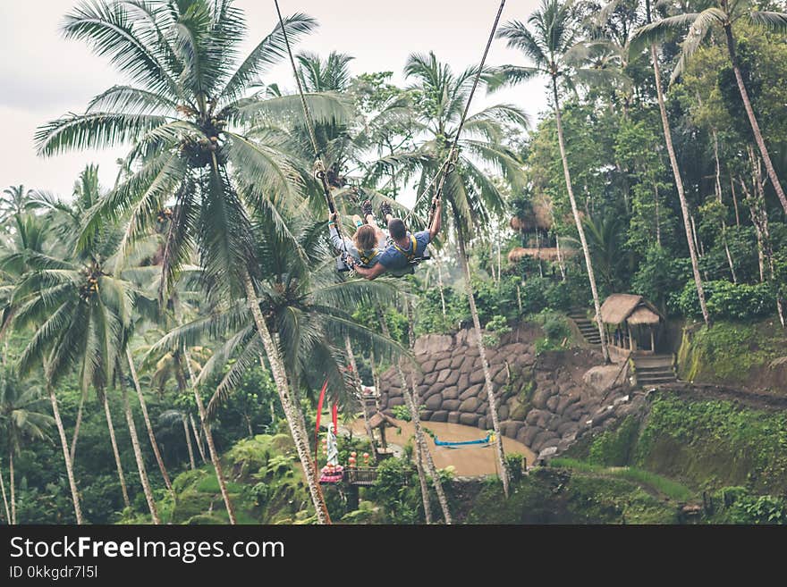 Green Palm Trees