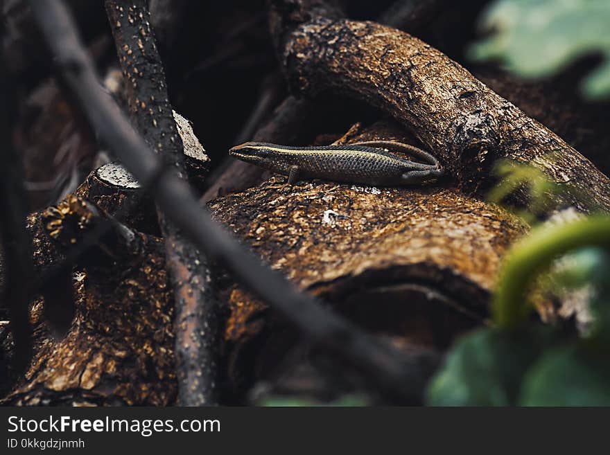 Selective Focus Photo of Black Lizard