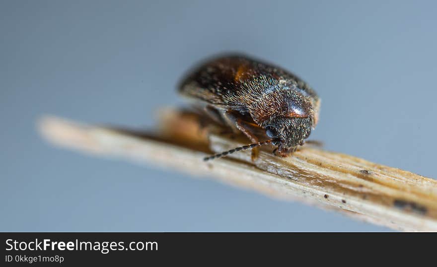 Micro Photography of Black and Brown Bug