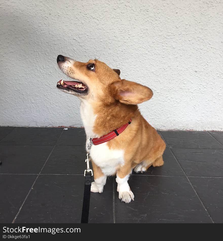 Adult Tan and White Pembroke Welsh Corgi Sits on Floor