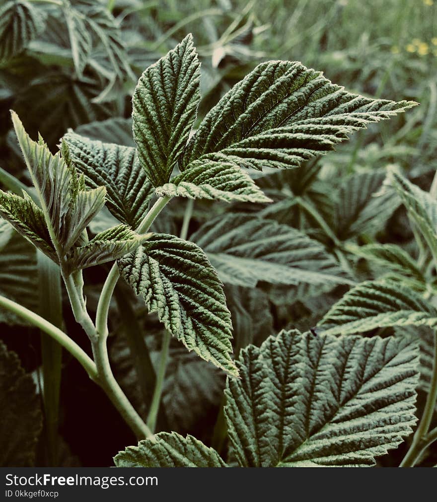 Shallow Focus Photography of Green Leaves