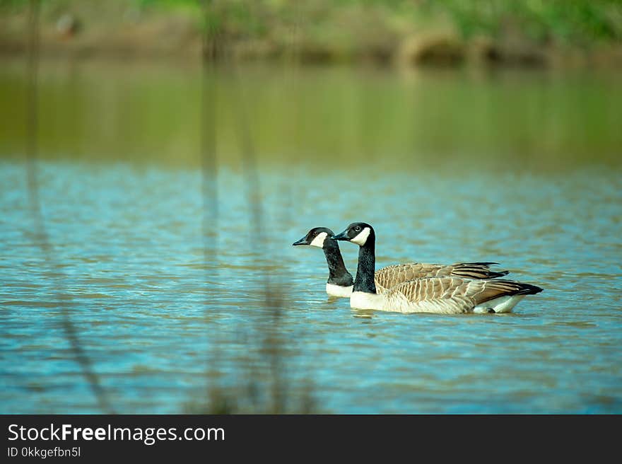 Close-Up Photography of Two Ducks On Water