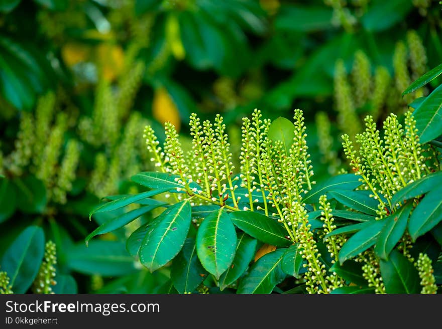 Close-Up Photography of Green Leaves