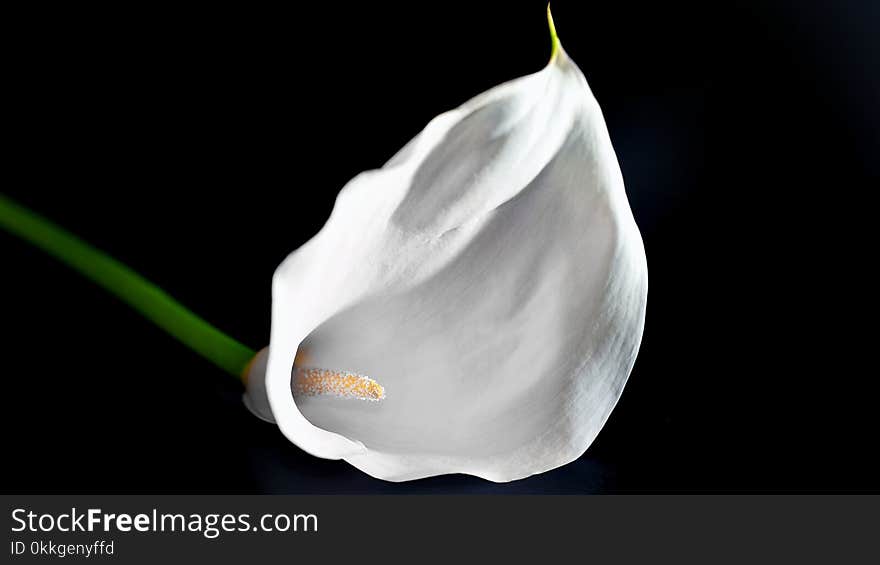 White Flower