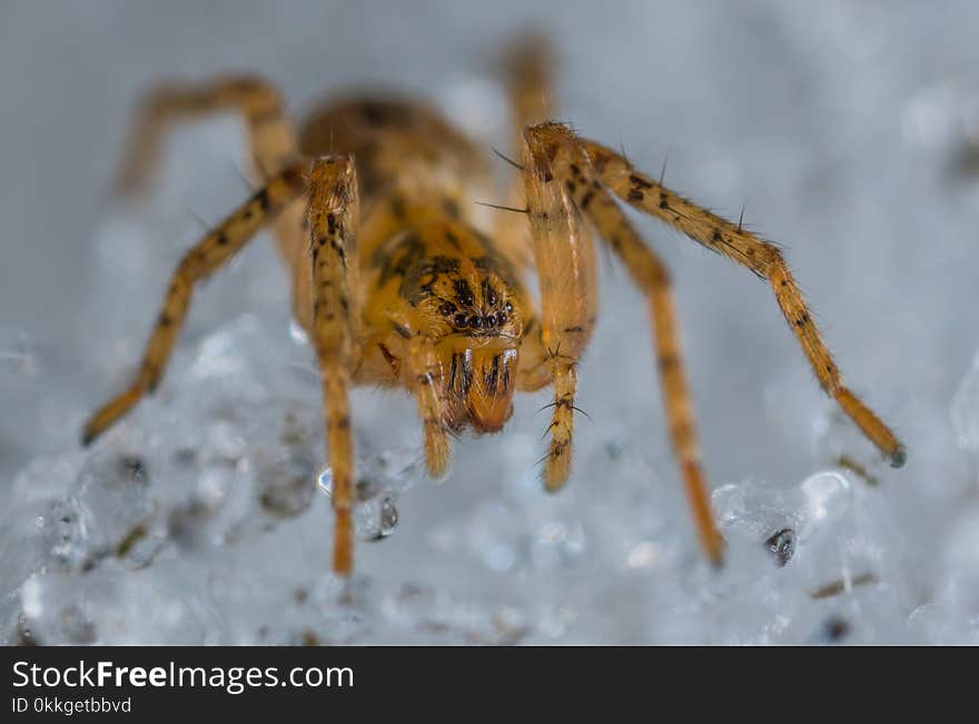 Close-up Photo of Brown and Black Lynx Spider