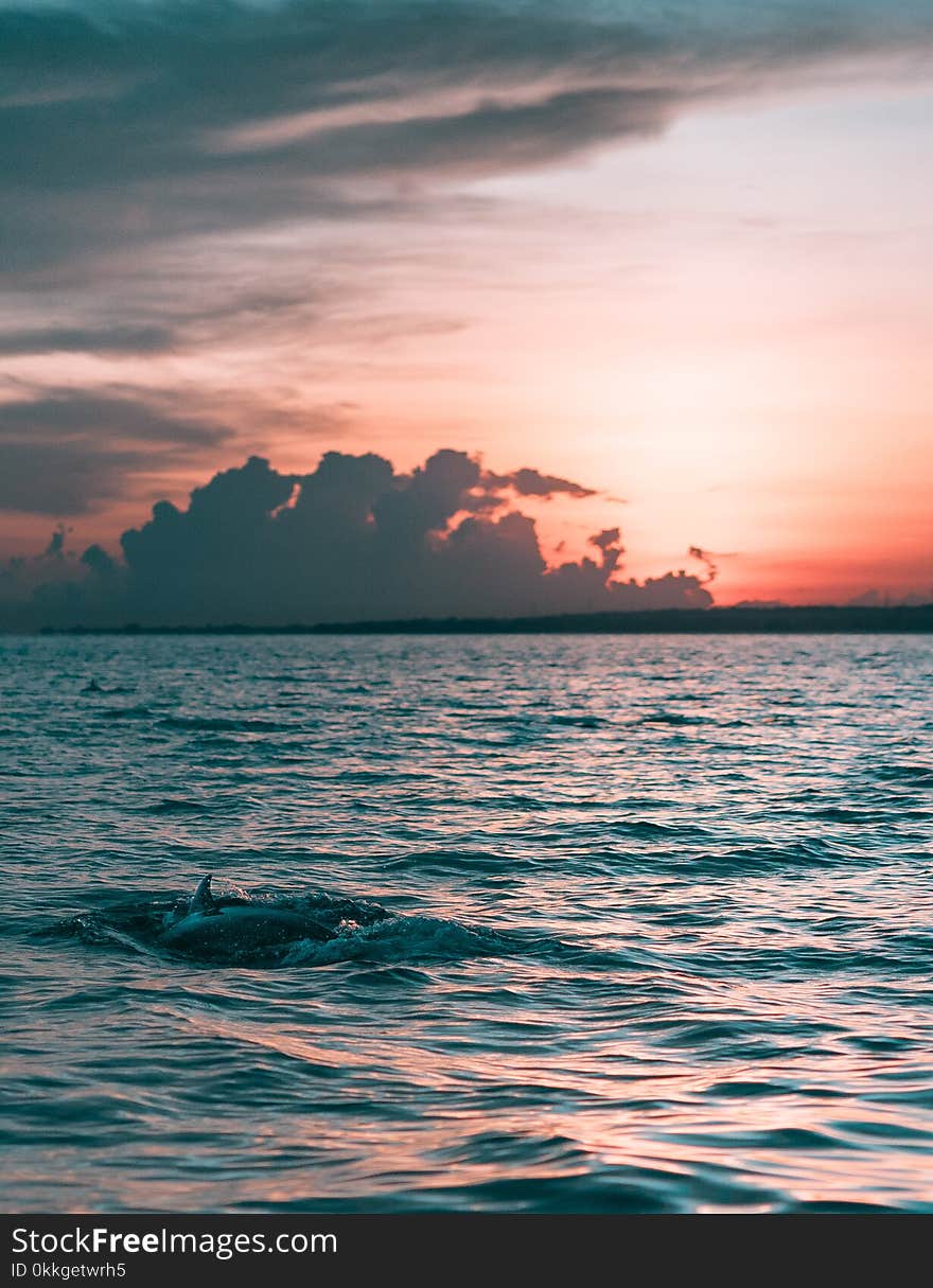 Dolphin in Water